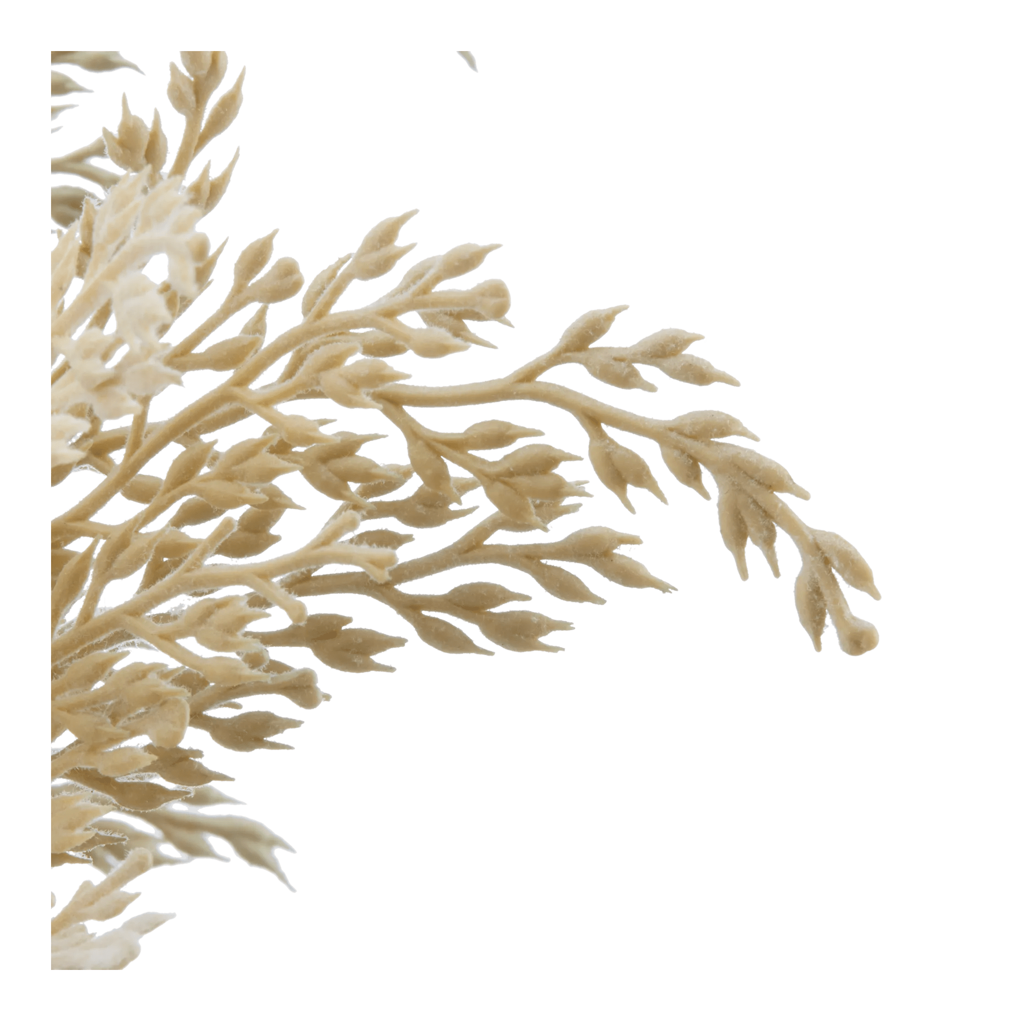 Pampas in Vase With Handle