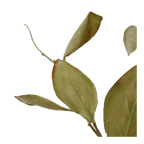 Artificial Magnolia Leaf Stem