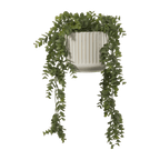 Long Eucalyptus in Ceramic Ribbed Pot