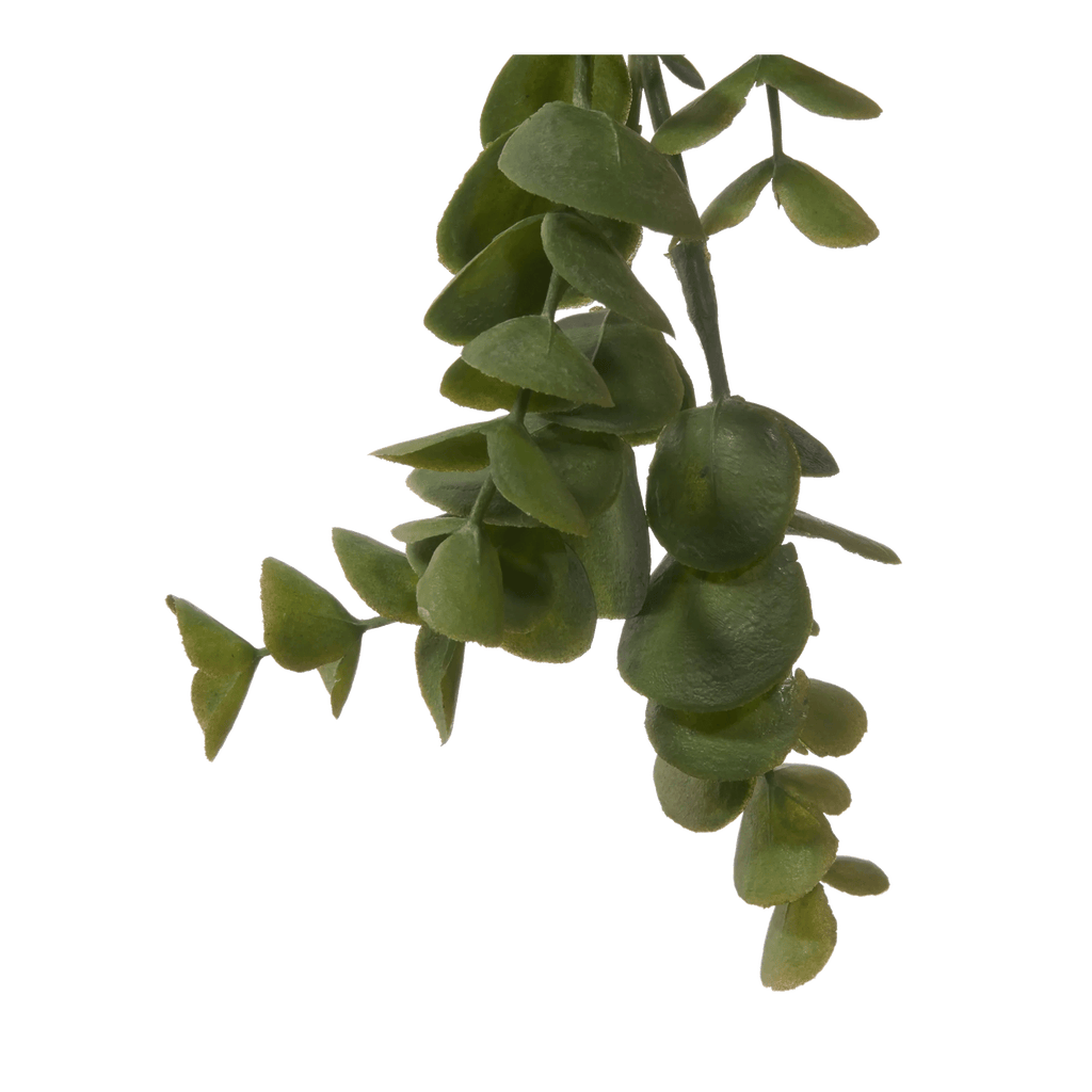 Long Eucalyptus in Ceramic Ribbed Pot