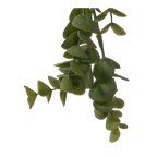 Long Eucalyptus in Ceramic Ribbed Pot