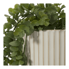 Long Eucalyptus in Ceramic Ribbed Pot