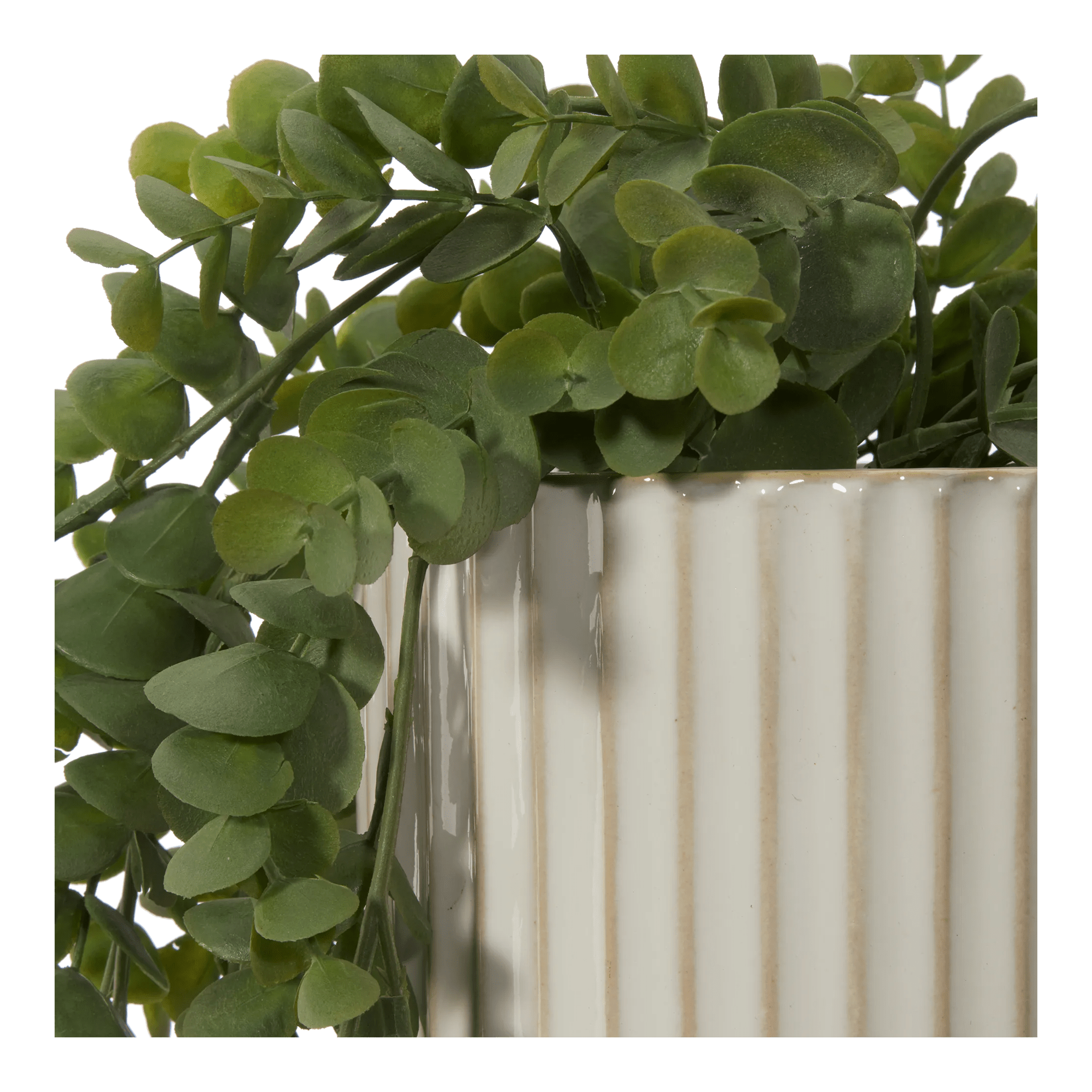 Long Eucalyptus in Ceramic Ribbed Pot