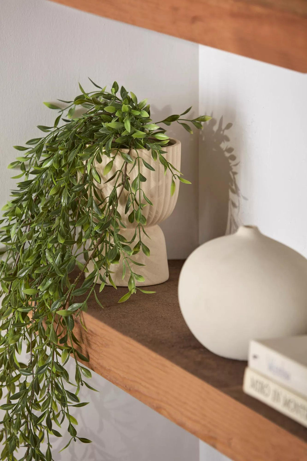 Waterfall Plant in Ceramic Pot