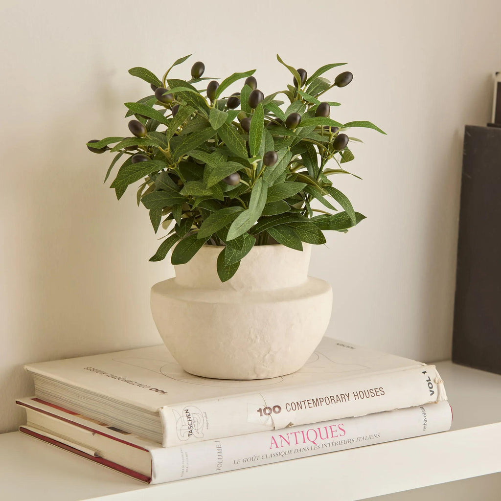 Olive Plant in Ceramic Pot