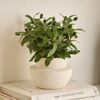 Olive Plant in Ceramic Pot